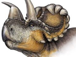 Wendiceratops 